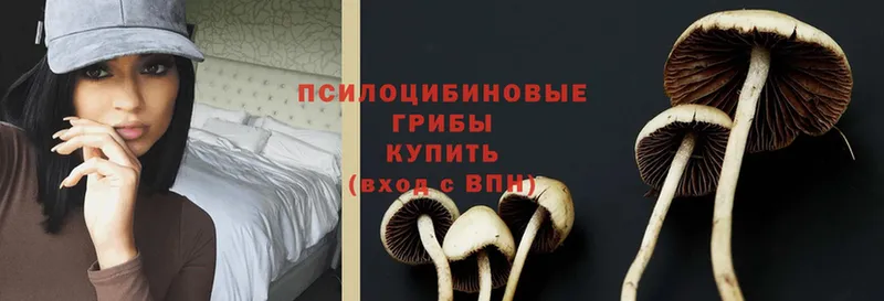 блэк спрут   Алушта  Псилоцибиновые грибы Psilocybe 